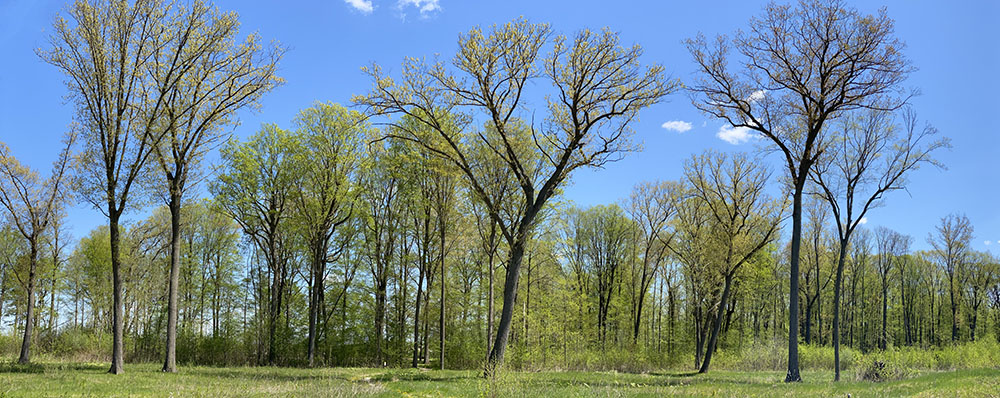 panoramic view of the park