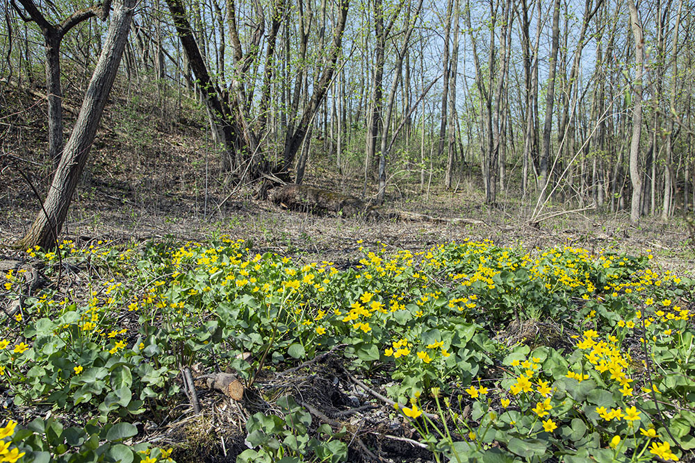 A large patch of marsh marigolds near the spring in the sedge fen.