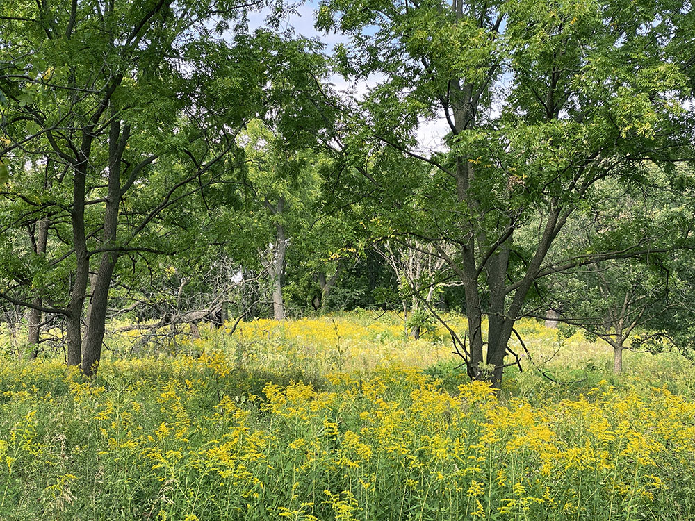 A meadow full of goldenrod