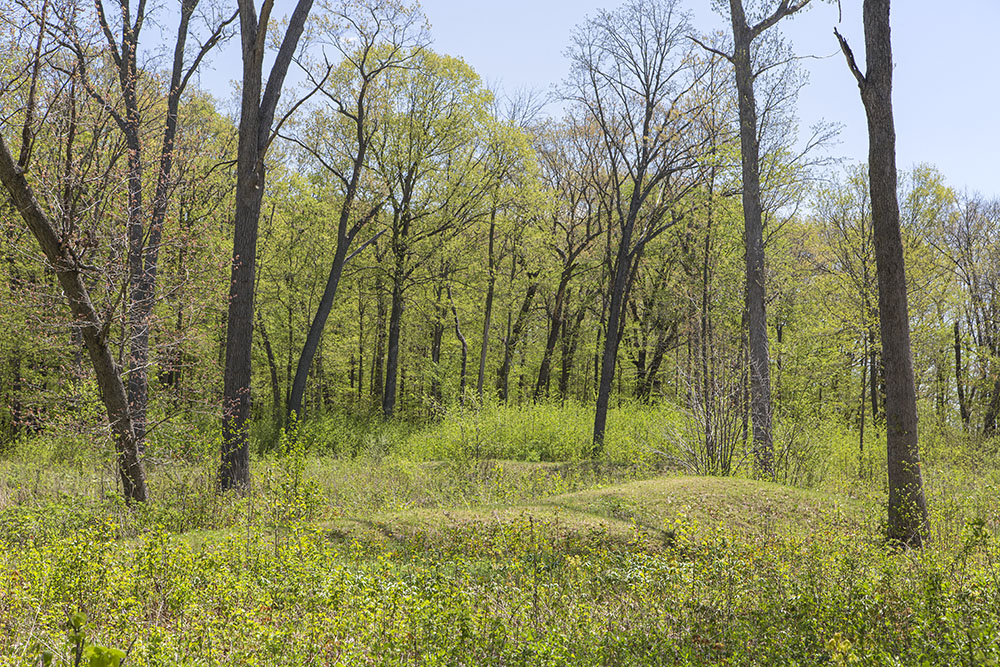 Effigy mounds in a meadow