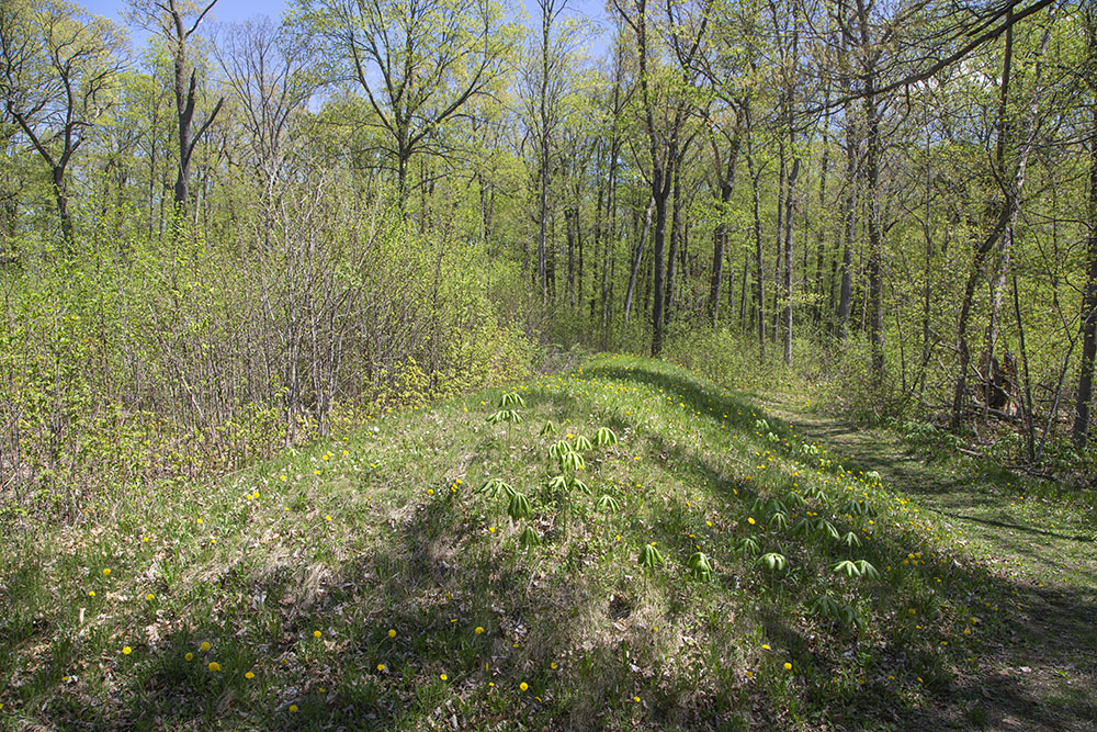 A linear mound in a clearing