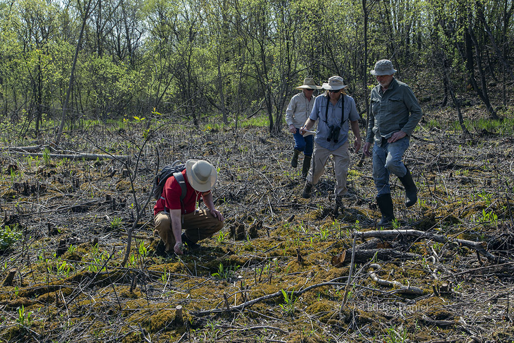 Inspecting new growth in the sedge meadow "battlefield."