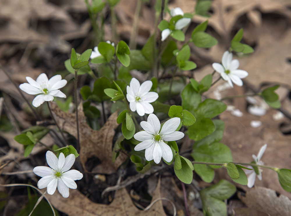 Rue anemone in bloom.