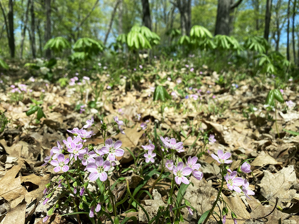 Spring beauties at the base of a mound