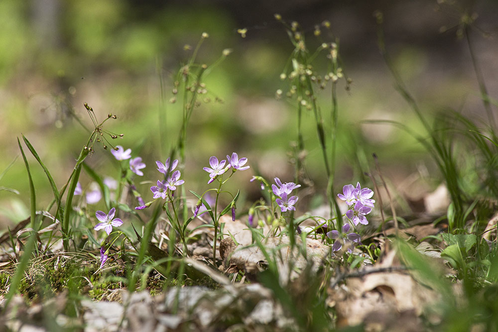 Spring beauties grace the top of an effigy mound