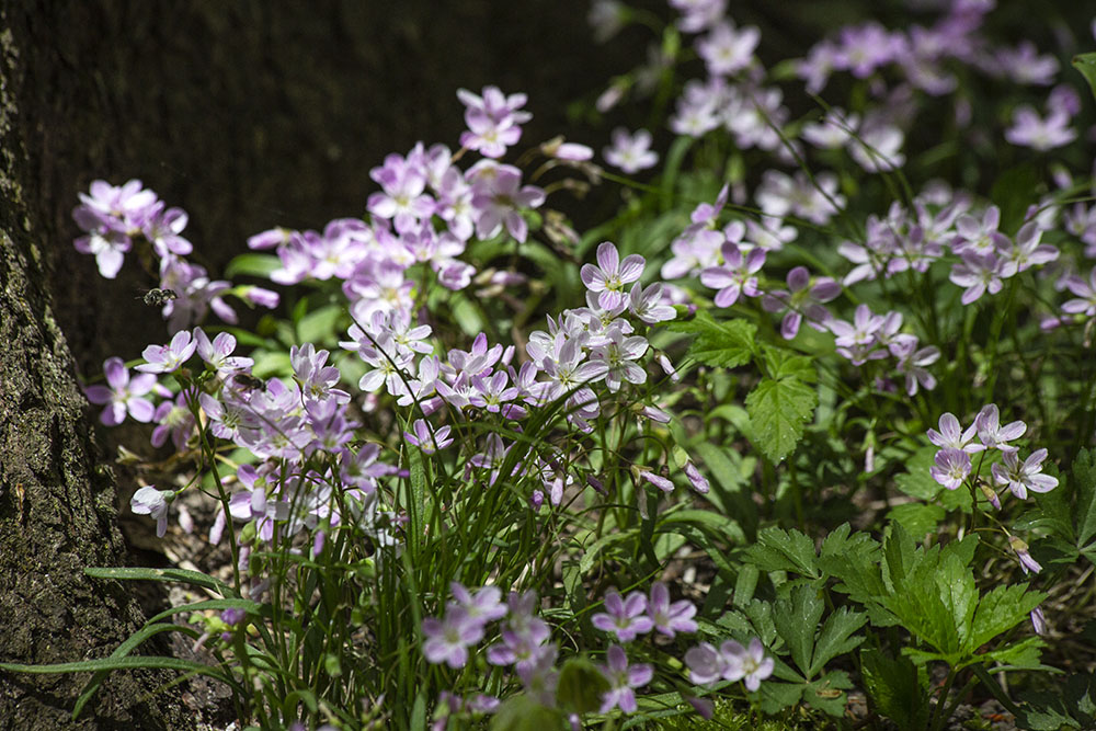 A patch of spring beauties on the forest floor