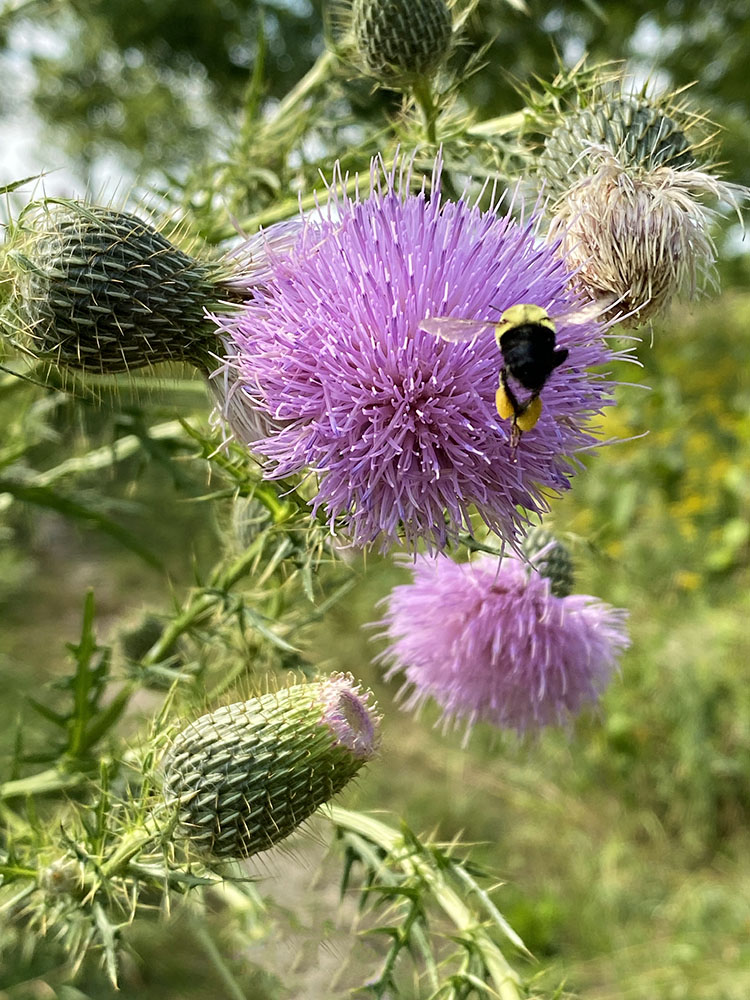 A pollen-laden bumblebee visits a thistle bloom