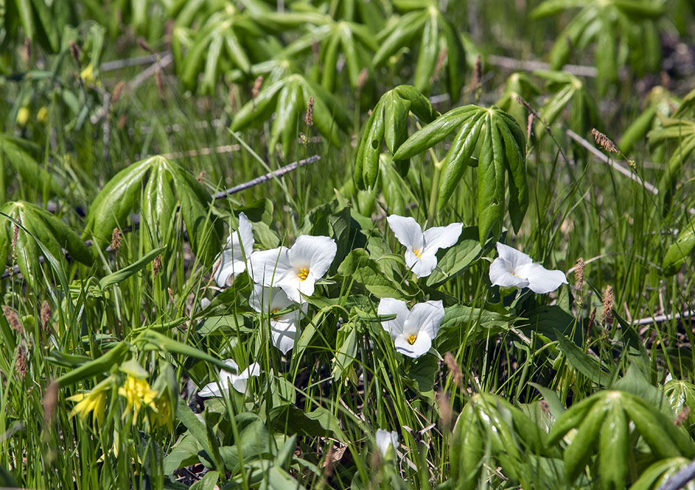 White trilliums among mayapples