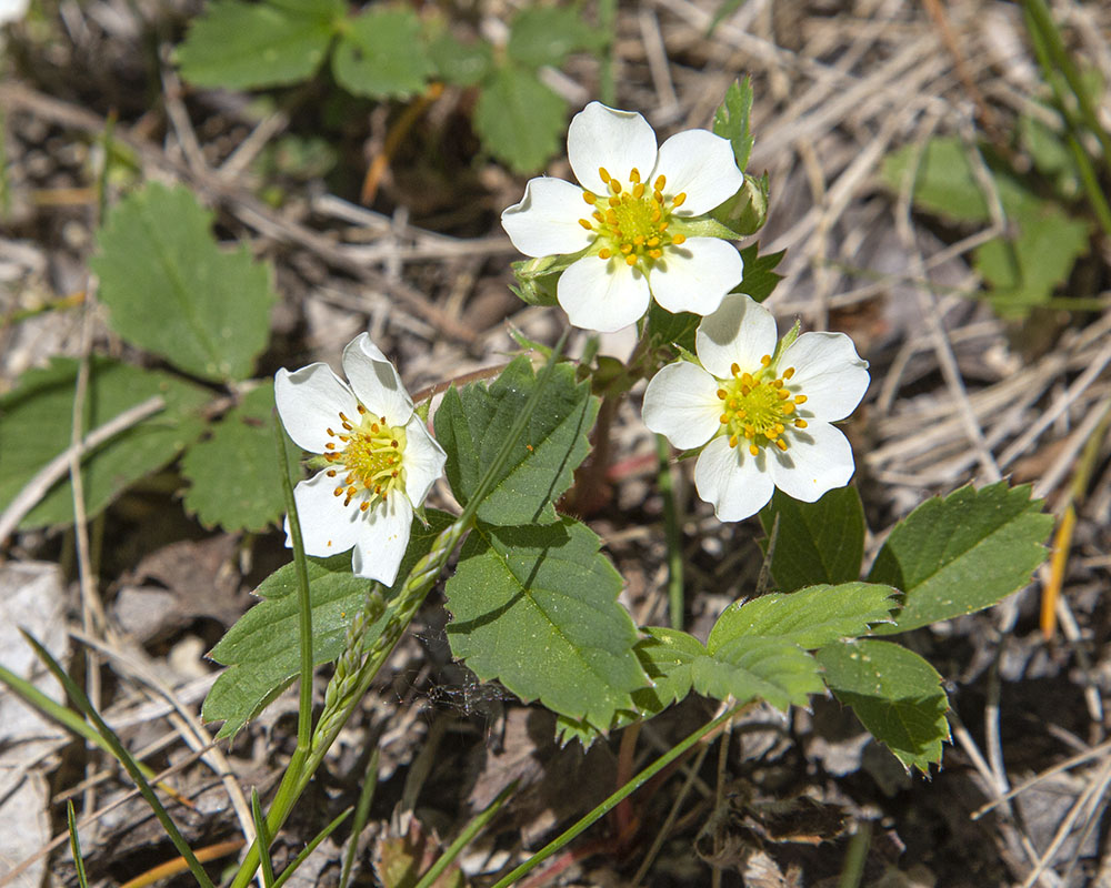 Wild strawberry blossoms