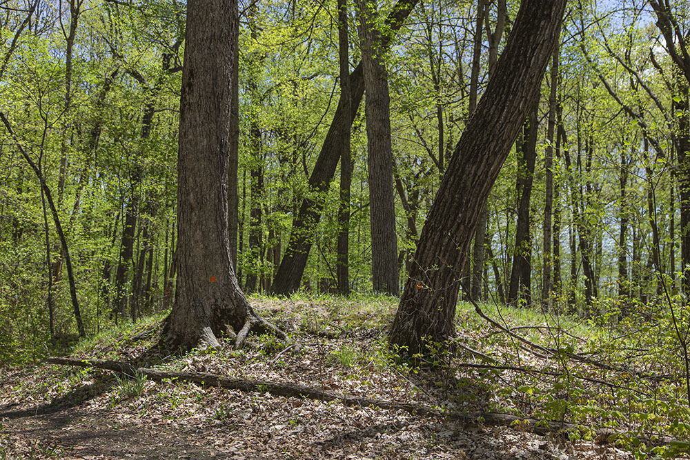 A woodland effigy mound