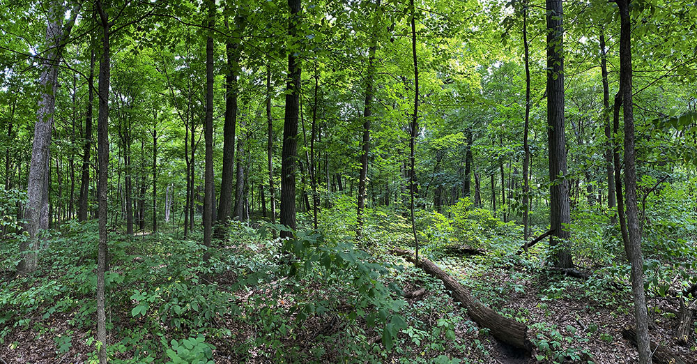 A woodland panorama