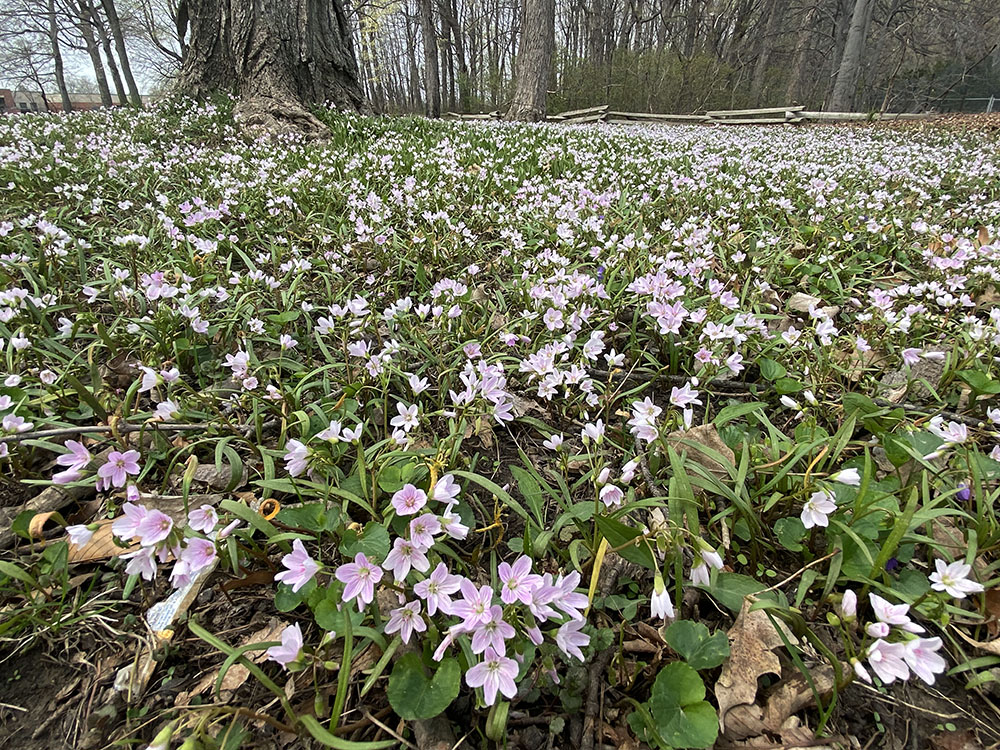 A riot of spring beauties; Rawson Woods Park, South Milwaukee.