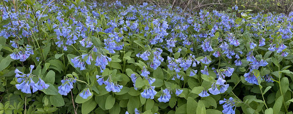 Virginia bluebells along Menomonee River Parkway