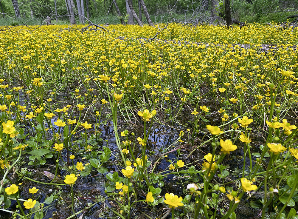 Buttercups in pond, close up. Bubba's Woods, Menomonee River Parkway, Wauwatosa.