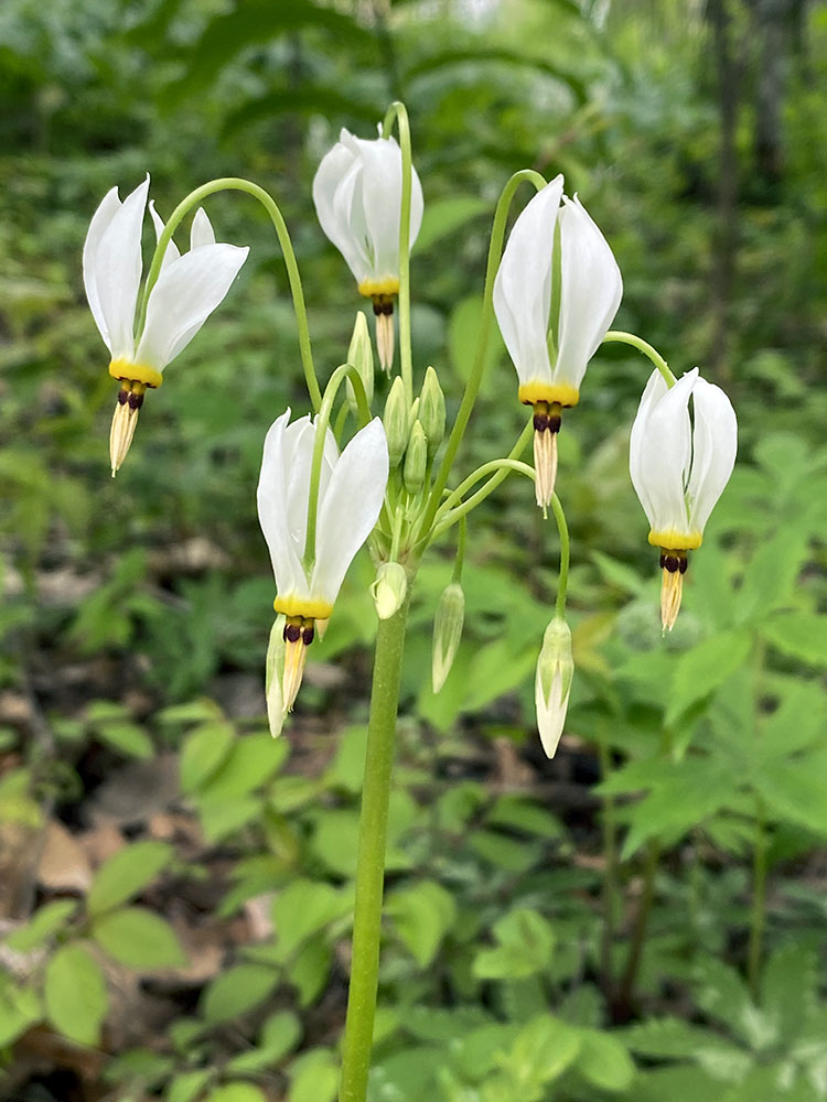 Shooting star. Cambridge Woods, Milwaukee.