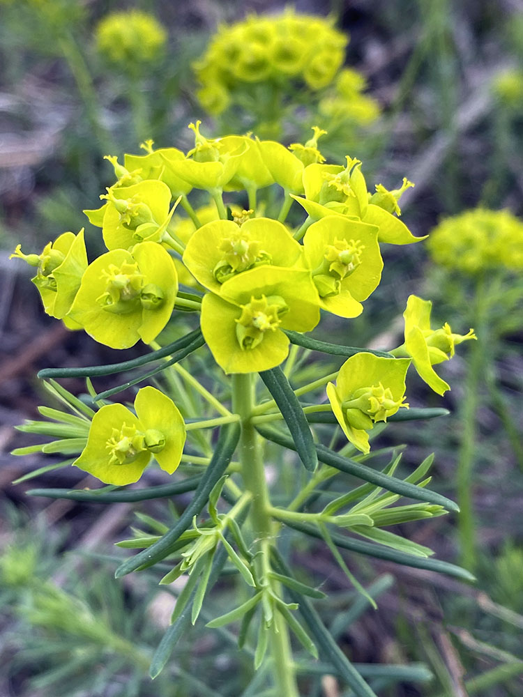 Highly invasive, non-native cypress spurge; County Grounds Park, Wauwatosa.