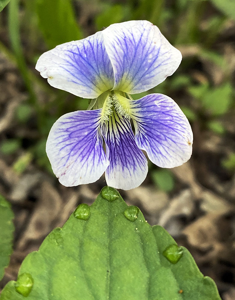 Violet; County Grounds Park, Wauwatosa.