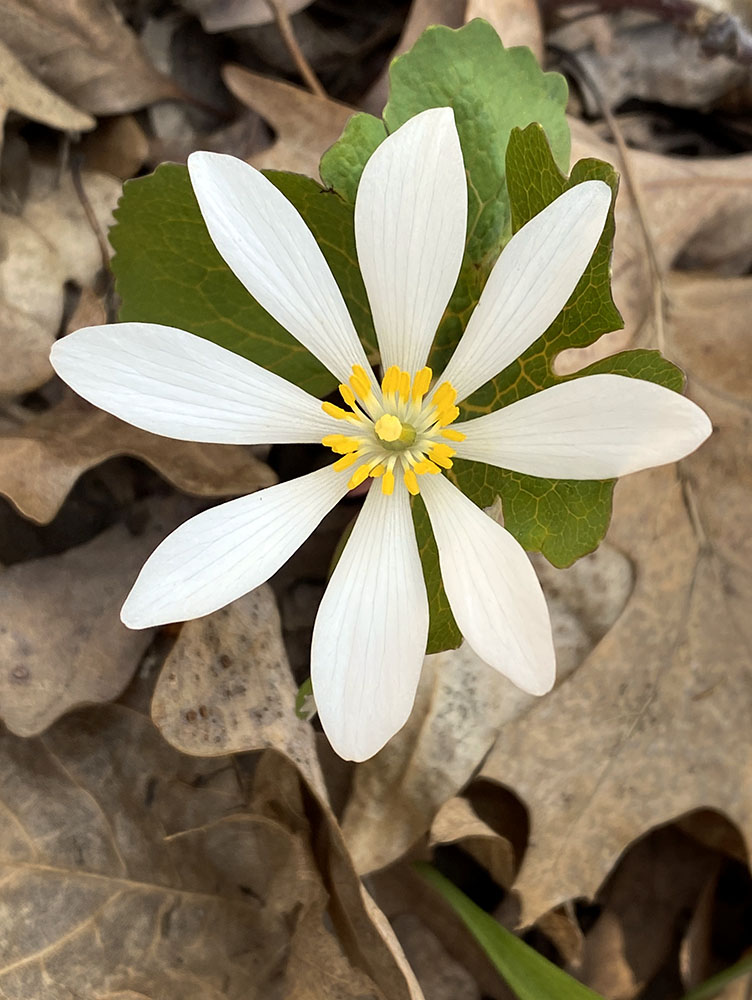 Bloodroot; Conservancy for Healing & Heritage, Franklin.