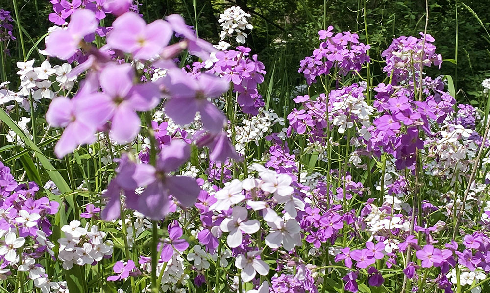 A dense patch of highly aggressive, invasive dame's rocket.