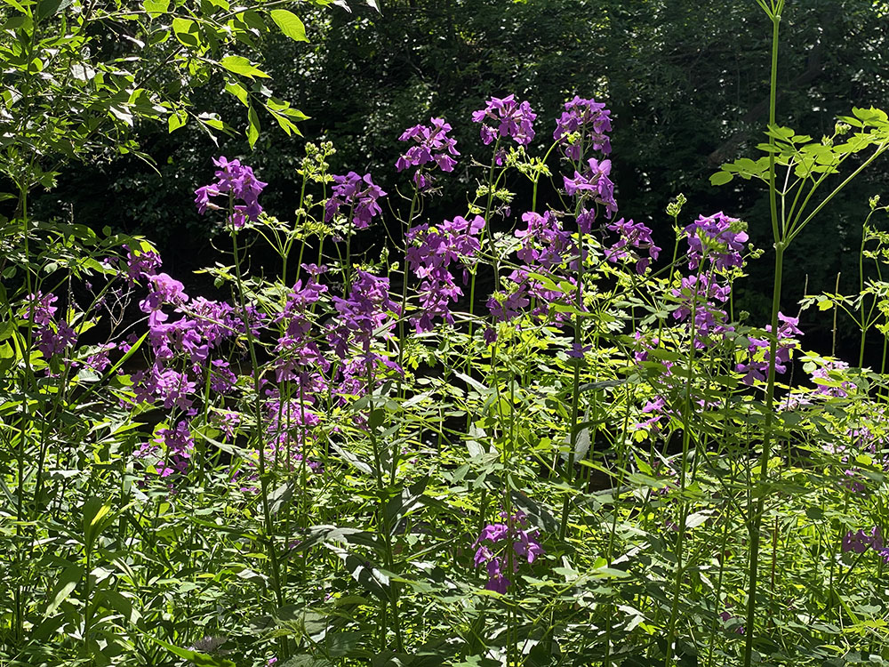 Dame's rocket blossoms backlit by the afternoon sun at the edge of the Menomonee River.