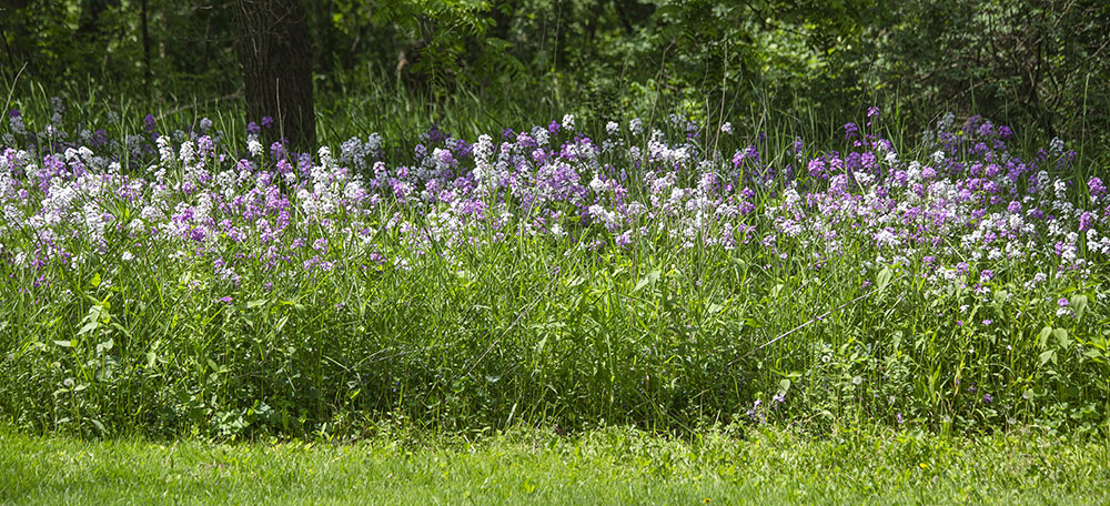 Dame's rocket at the mowed edge of a meadow in the Menomonee River Parkway.