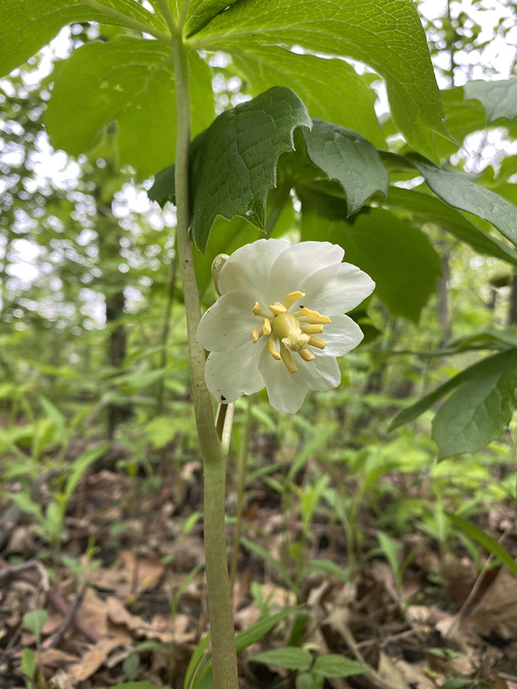 Mayapple. Downer Woods, Milwaukee.