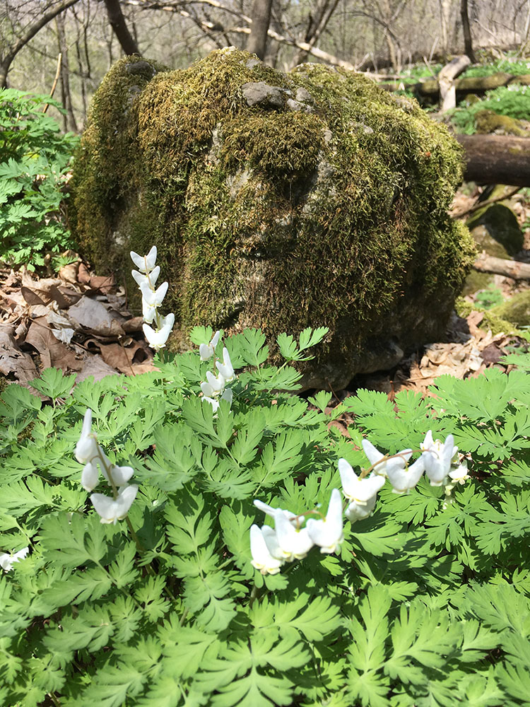 Dutchman's Breeches Blossoms.