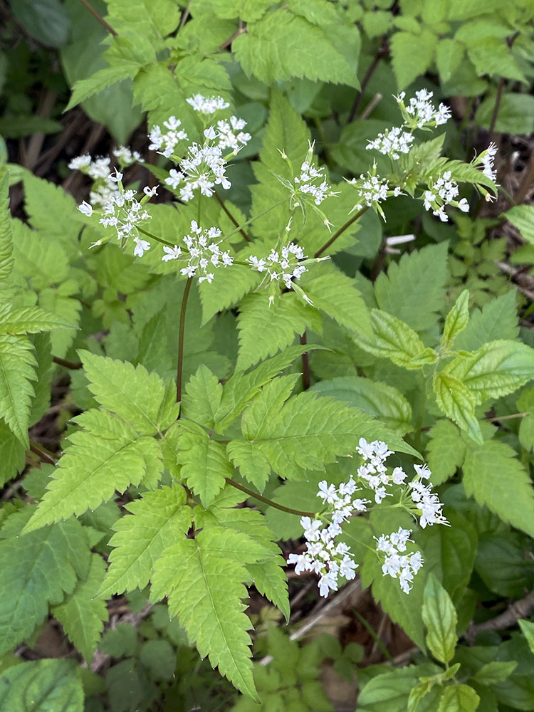 Aniseroot. Elm Grove Village Park, Elm Grove.