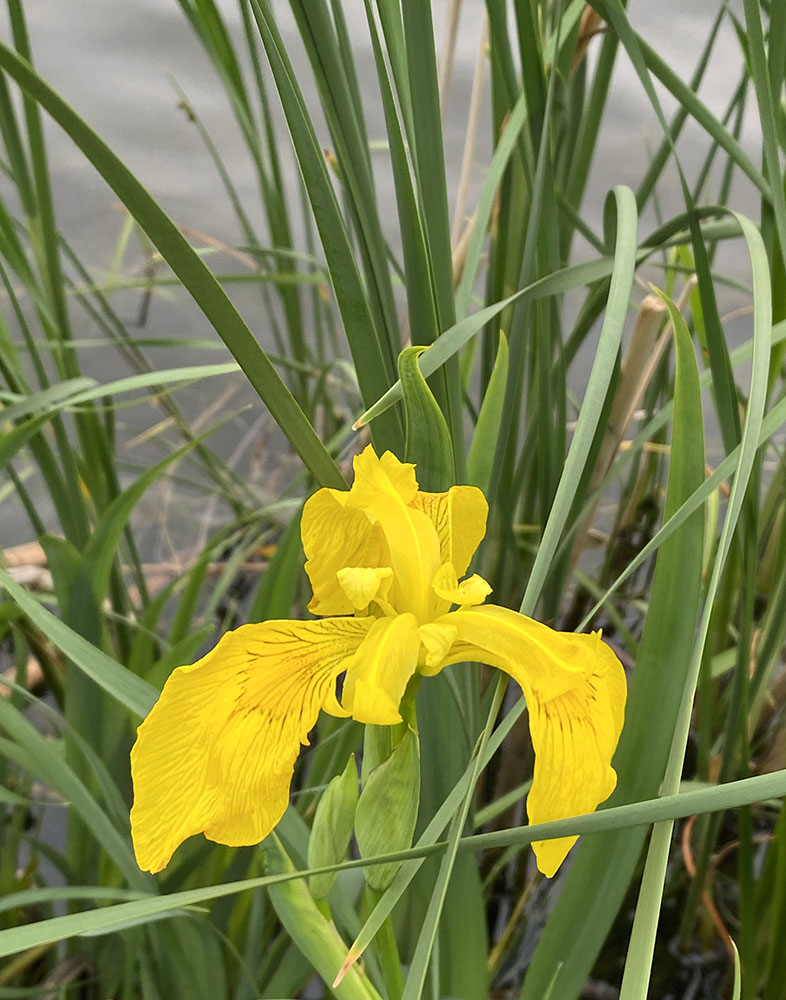 Wild iris. Elm Grove Village Park, Elm Grove.