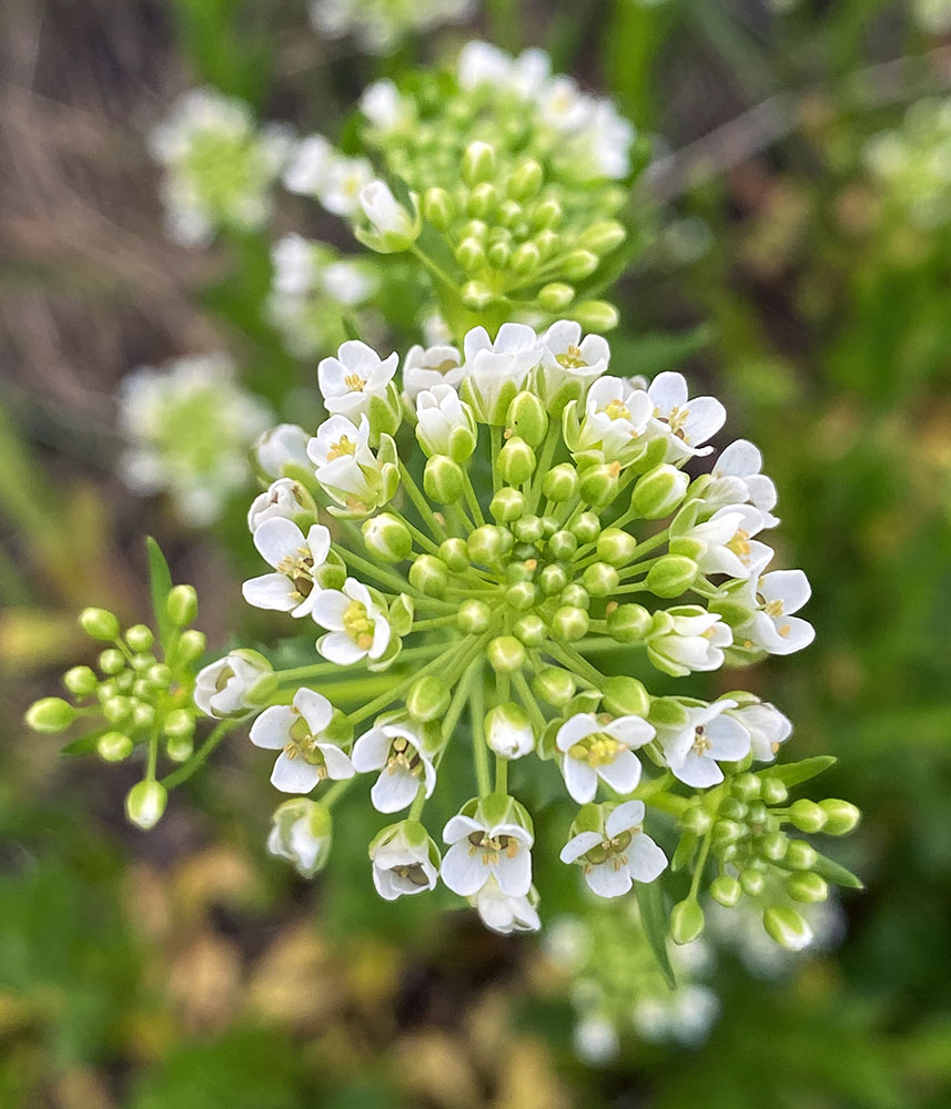 Garlic mustard; County Grounds Park, Wauwatosa.