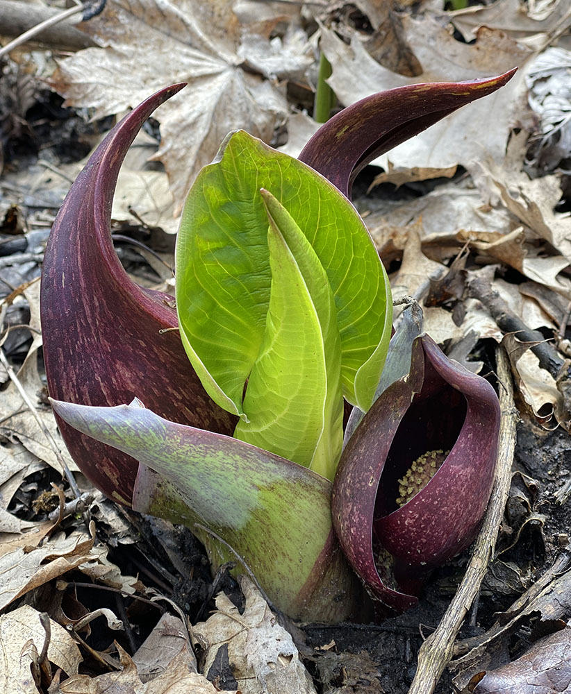 Skunk cabbage in bloom; Honey Creek Parkway, Wauwatosa.