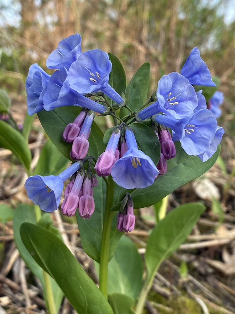 A trumpeting bouquet of Virginia bluebells; Hoyt Park, Wauwatosa.