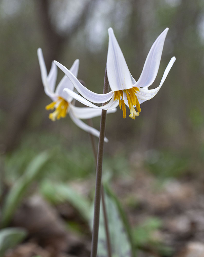 A duet of trout lilies; Hoyt Park, Wauwatosa.