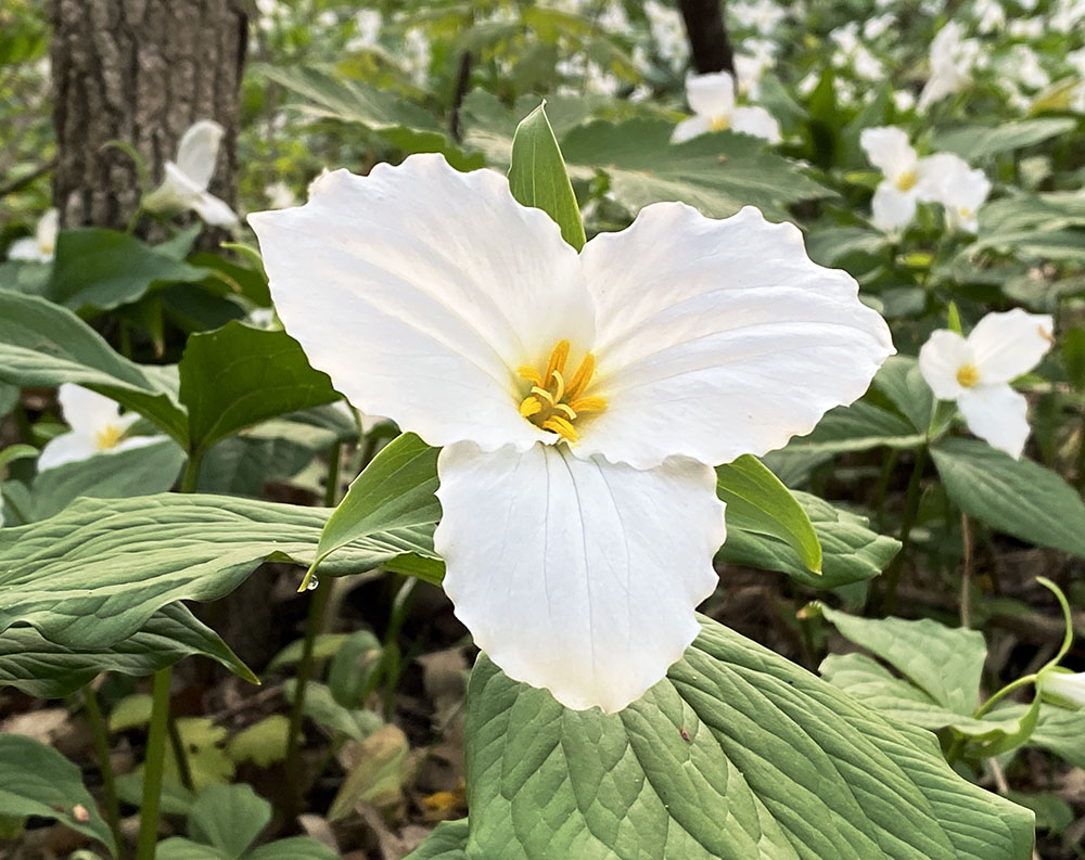 White trillium; Jacobus Park, Wauwatosa.