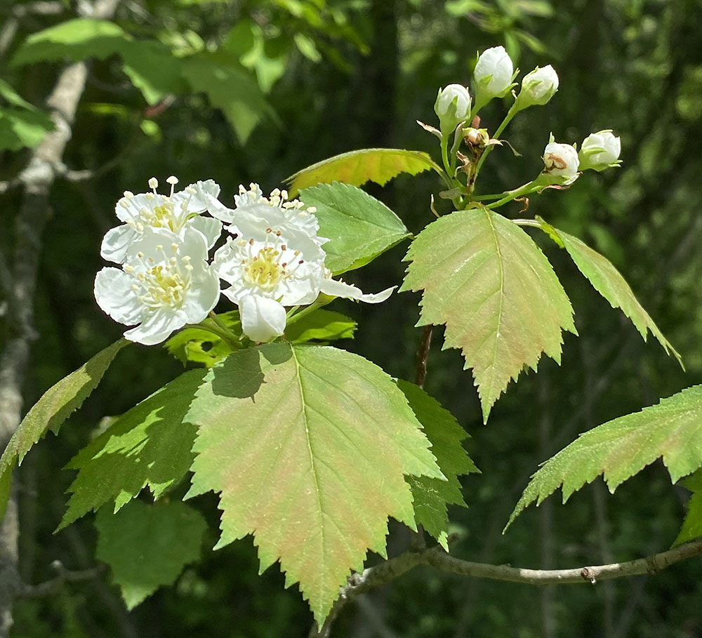 Hawthorn. King's Corner Preserve, Caledonia.