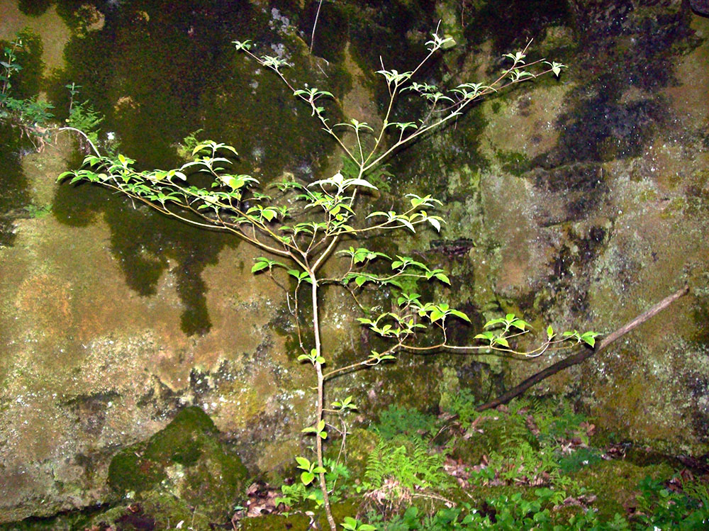 Pagoda dogwood in an inner, well-lit room.