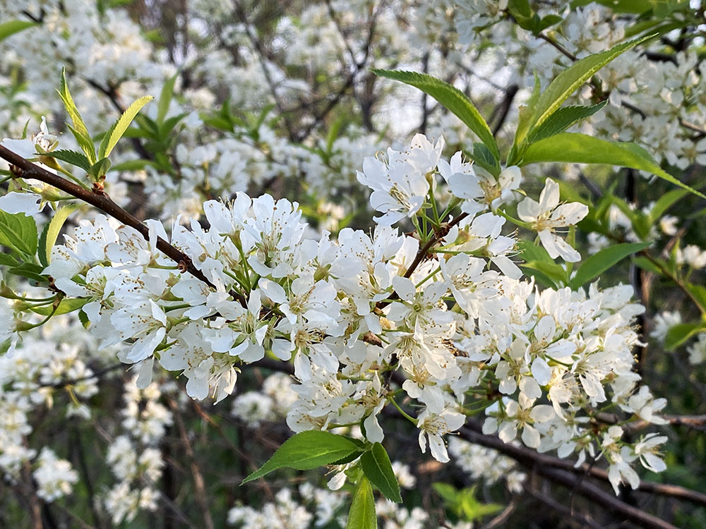 American plum tree. Jacobus Park. Wauwatosa.