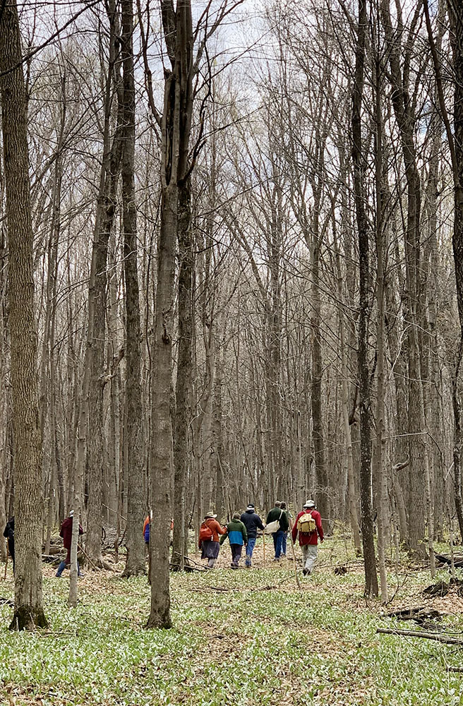 Hiking through the maple forest atop the escarpment. 