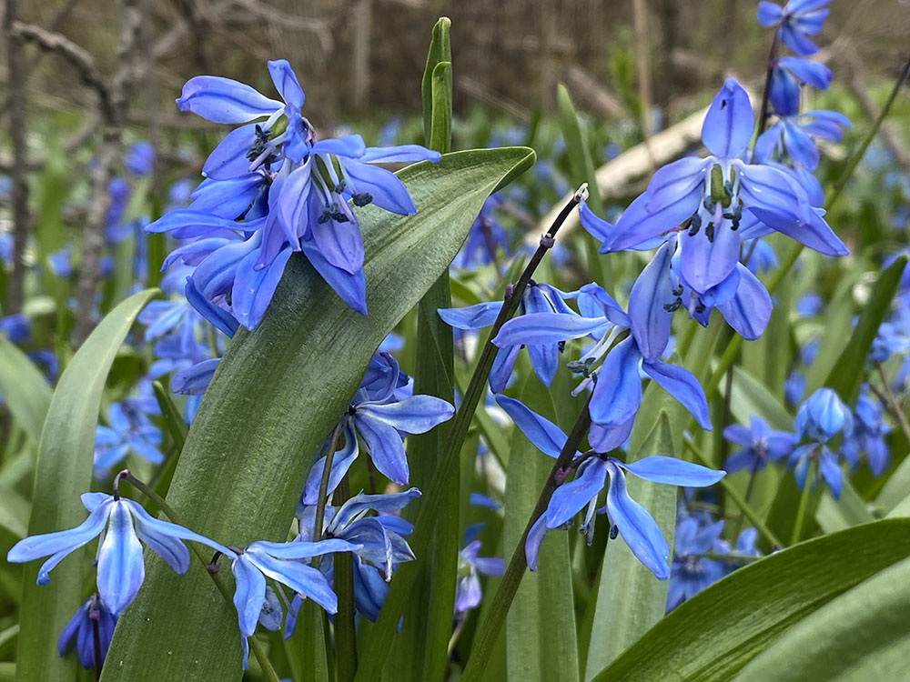 Siberian squill; Milwaukee River Parkway, Glendale.