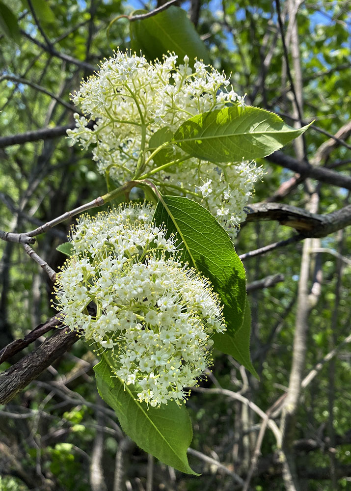 A nannyberry corsage. River Bend Nature Center, Racine.