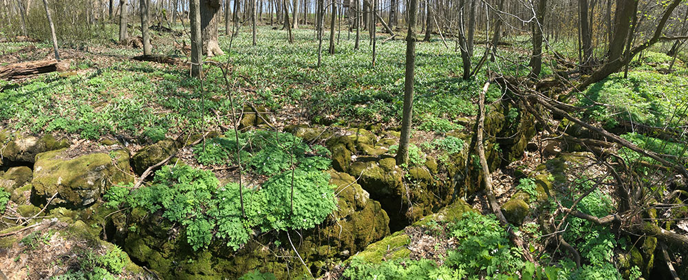 A gryke in the Niagara Escarpment