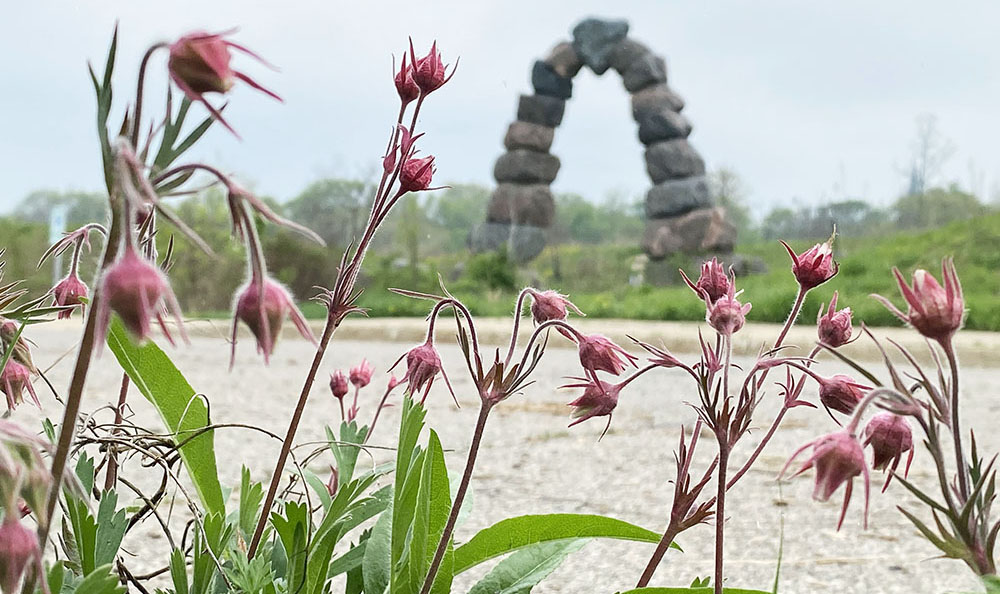 Prairie smoke buds at the Milwaukee Rotary Centennial Arboretum