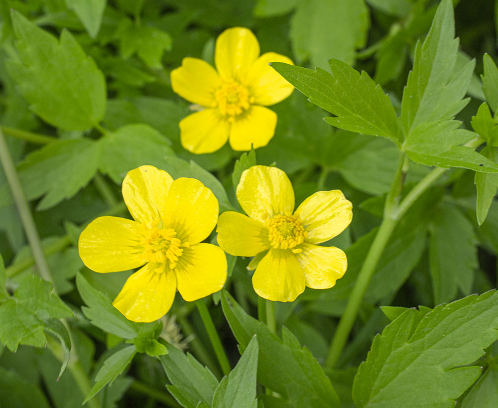 Buttercups. Pukaite Woods, Mequon Rotary Park.