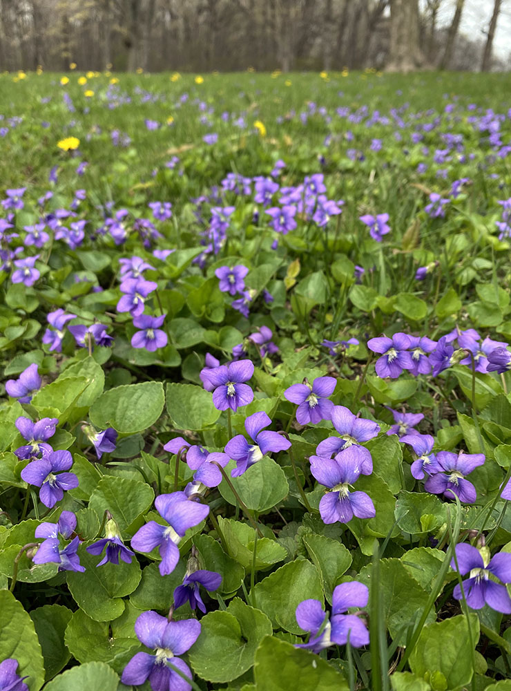 A wealth of violets; Rawson Woods Park, South Milwaukee.