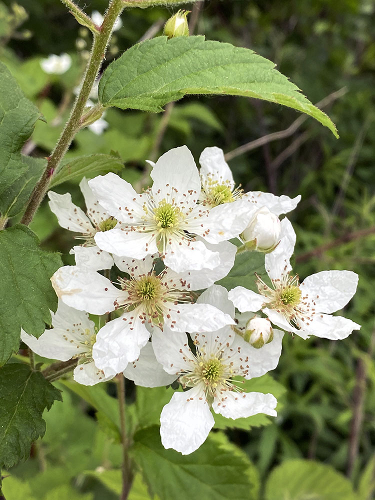 Brambles in bloom. Riveredge Nature Center, Saukville.