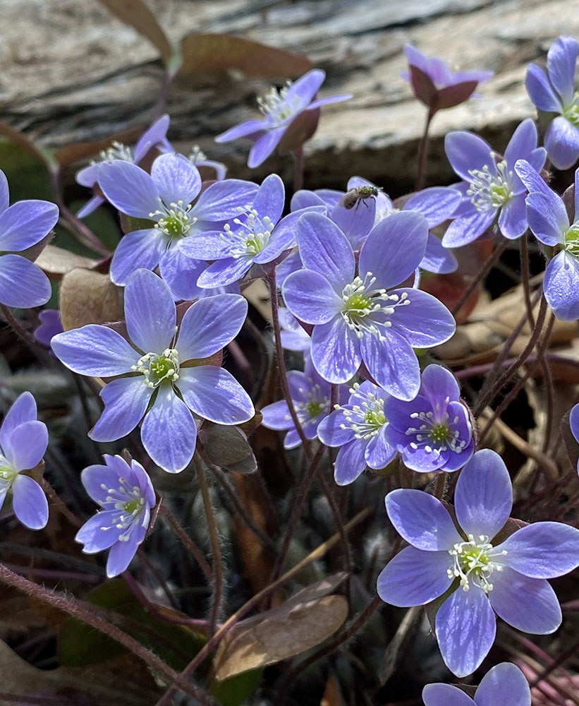 Round-lobed hepatica; Saller Woods, Burlington.