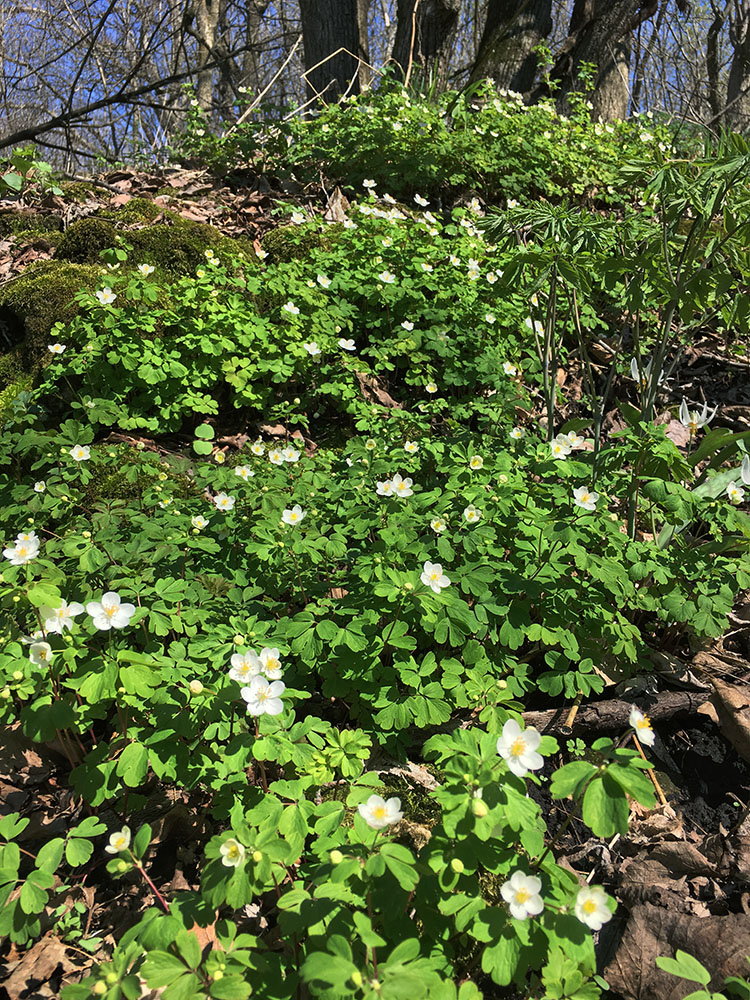 Wildflowers cascading down the slope of the escarpment.