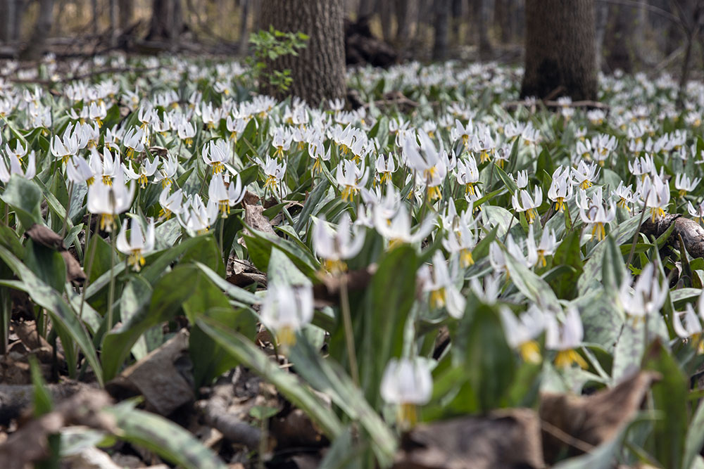 Trout lilies close up. 