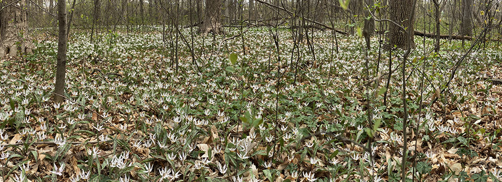 The forest floor is awash in trout lilies! Rawson Woods Park, South Milwaukee.