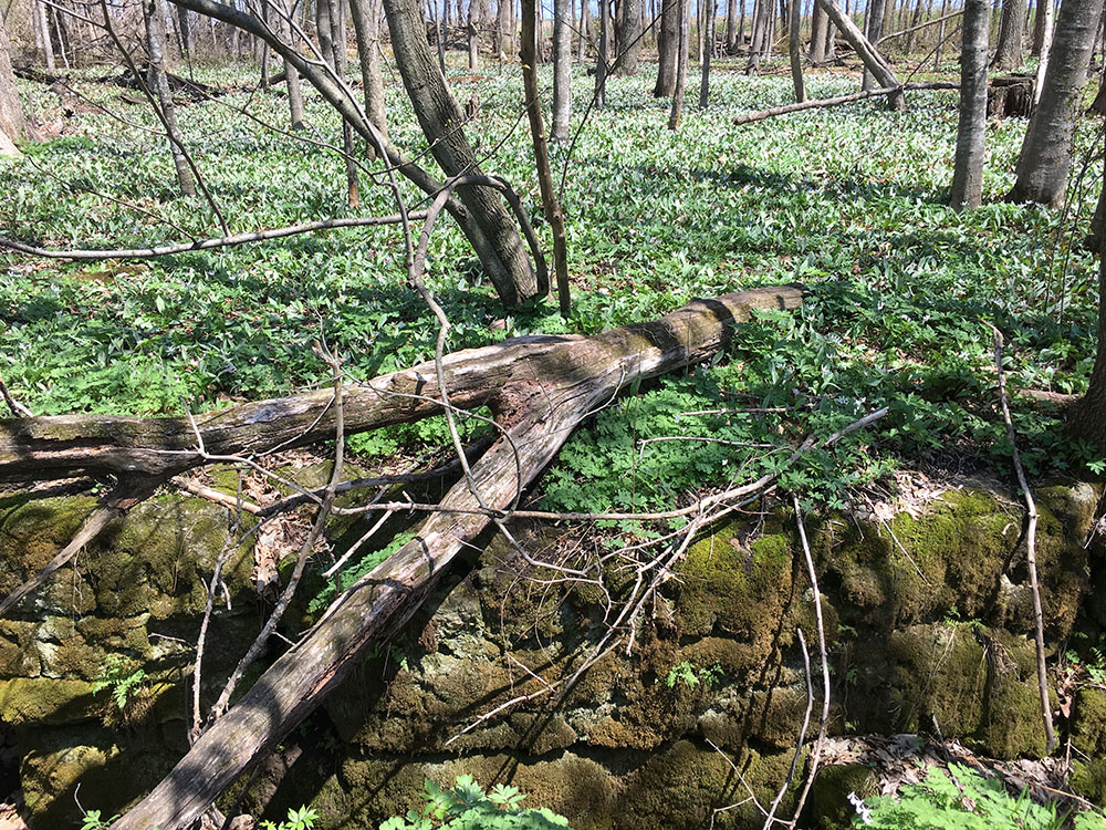 A speckled carpet of trout lilies near the edge of the escarpment. 